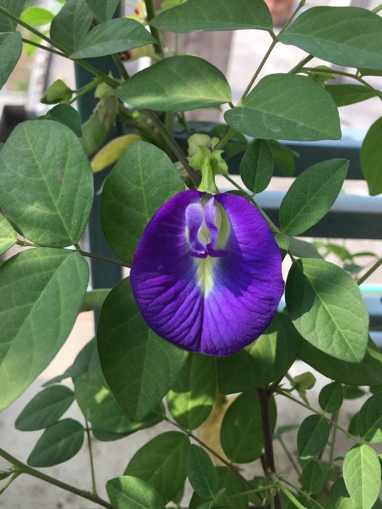 Asian pigeonwings, bluebellvine, blue pea, butterfly pea, cordofan pea, Darwin pea flower at my garden