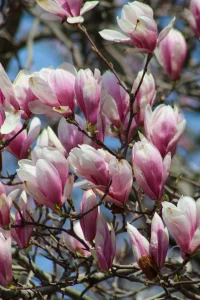 Magnolia Tree Blossoms, Fair Haven, New York, USA