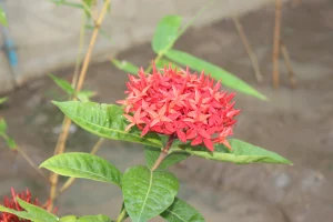 Red Multiple Flower