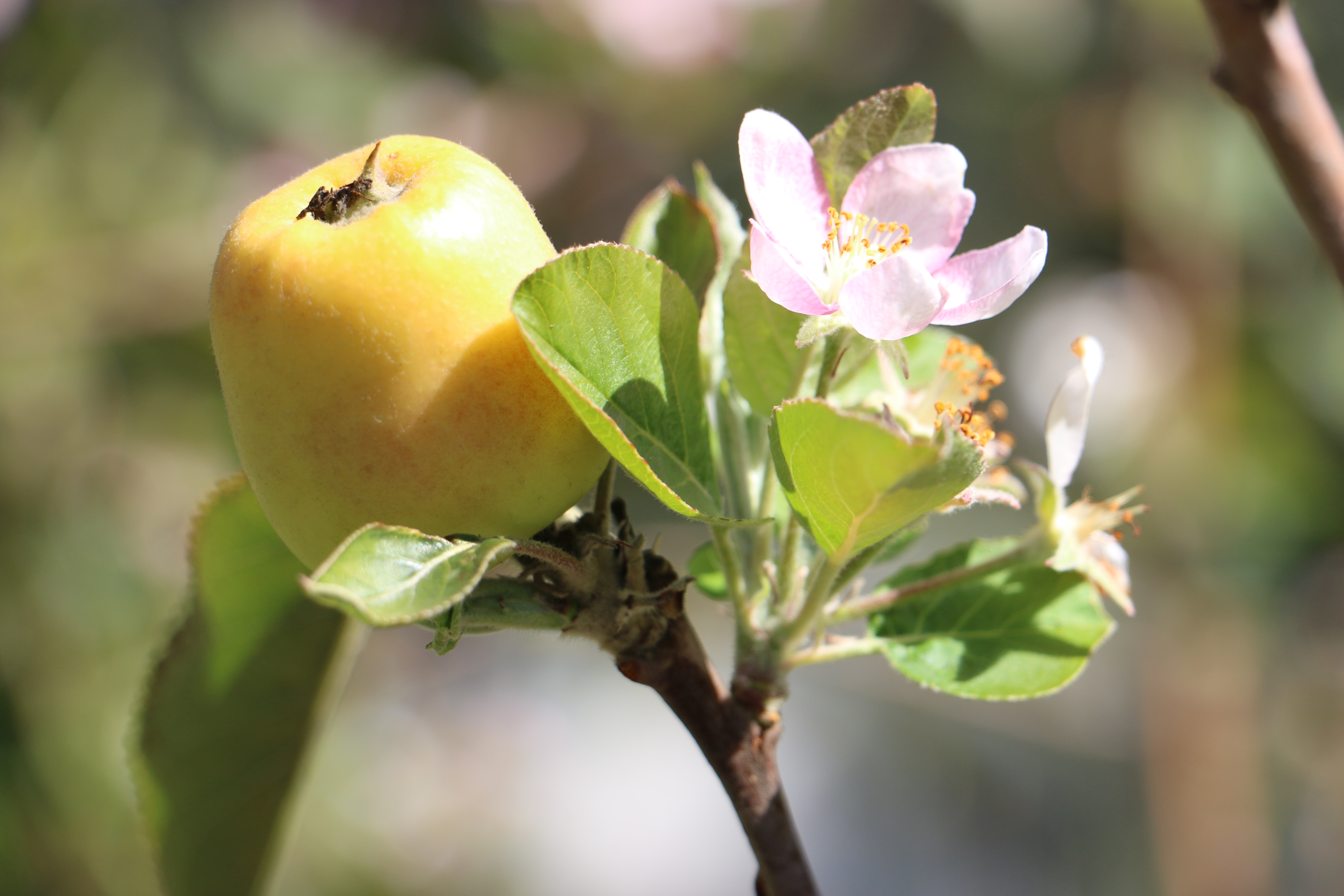 Apple On Tree With Flower Blossom