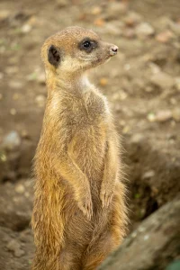 Meerkat at Burger's Zoo, Arnhem, The Netherlands