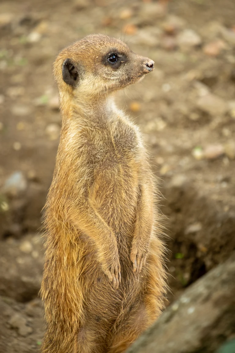 Meerkat at Burger’s Zoo, Arnhem, The Netherlands