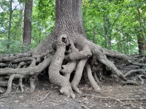 Roots of an old tree