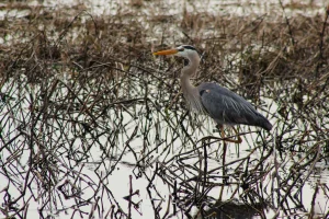 Great Blue Heron, Montezuma Wildlife Refuge, Seneca Falls, New York, USA