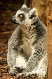 Ring-tailed lemur at Burger's Zoo, Arnhem, The Netherlands