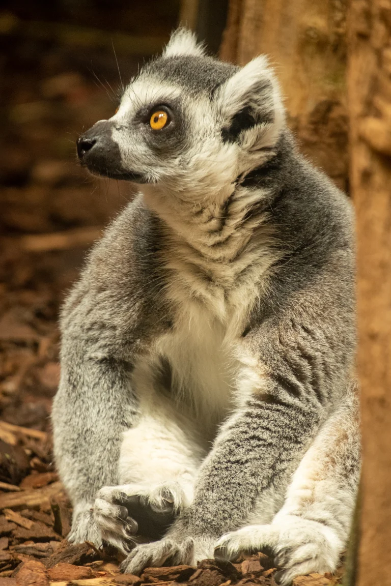 Ring-tailed lemur at Burger’s Zoo, Arnhem, The Netherlands