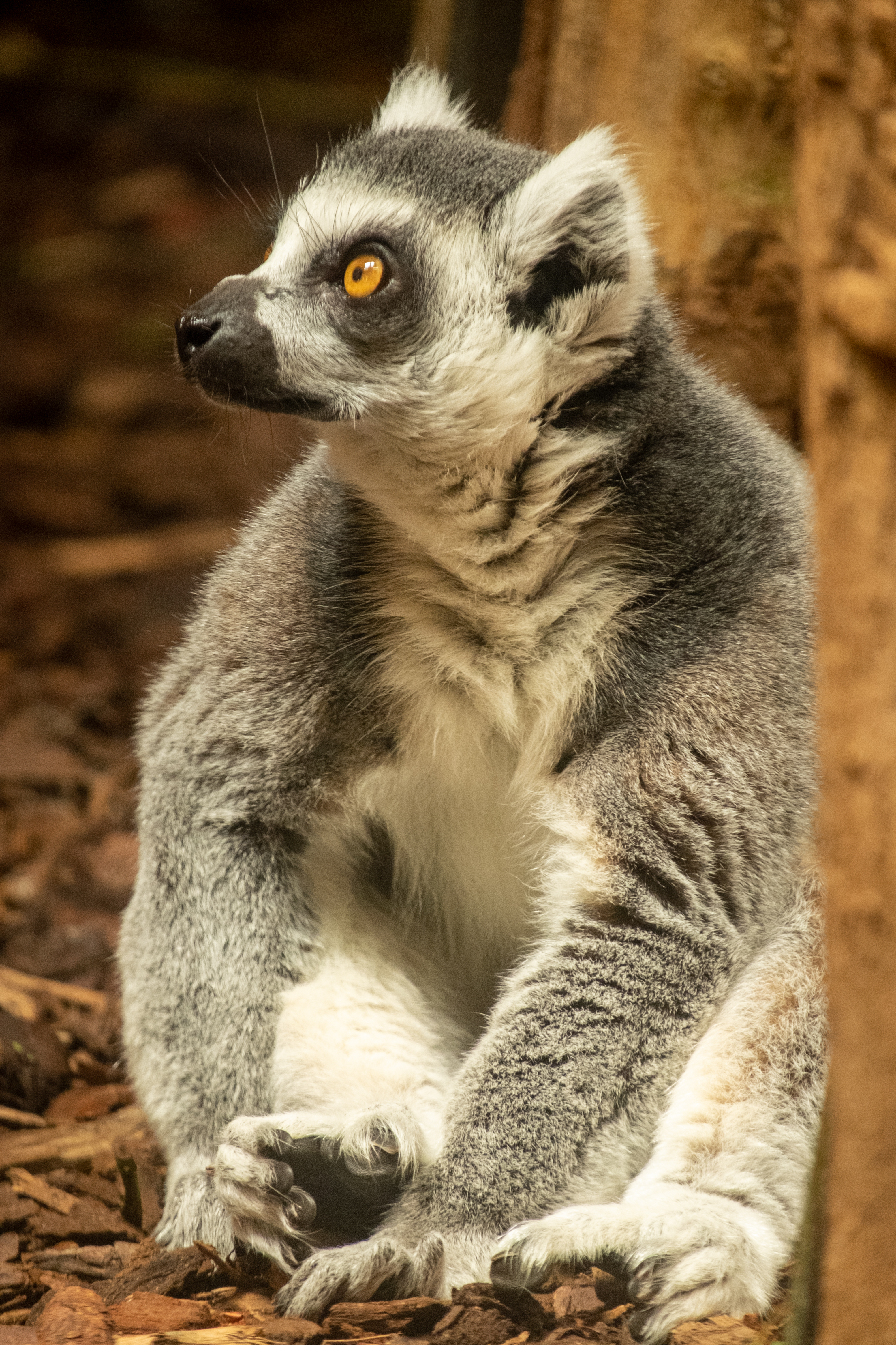 Ring-tailed lemur at Burger's Zoo, Arnhem, The Netherlands