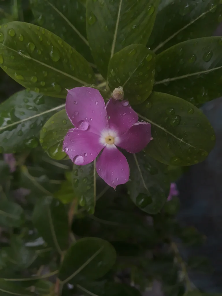 Purple Flower