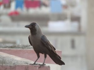 Crow On Roof Of Terrace

