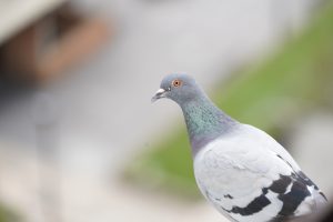 Pigeon with out-of-focus background
