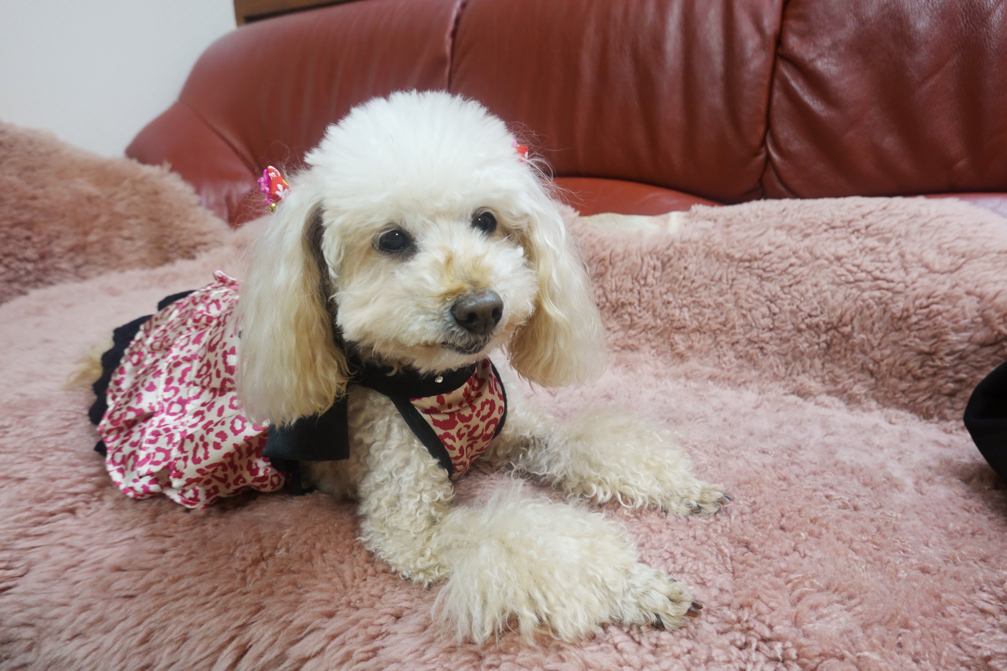 Apricot toy poodle wearing a dress with kiss lips all over it, lying in the red sofa.