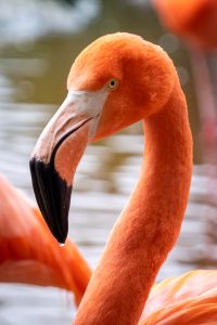 A pink flamingo