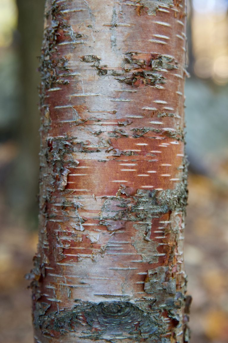 Birch bark