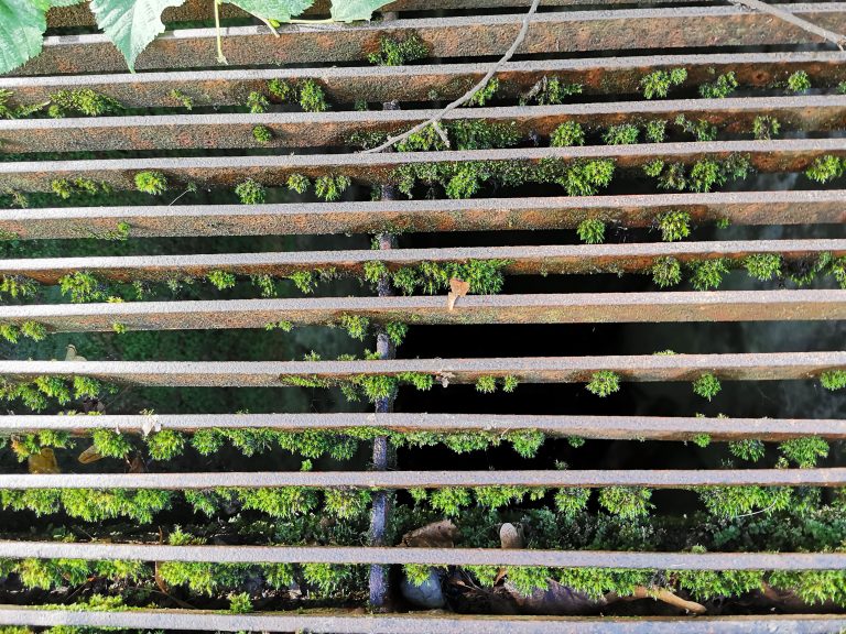 Moss on metal grid.