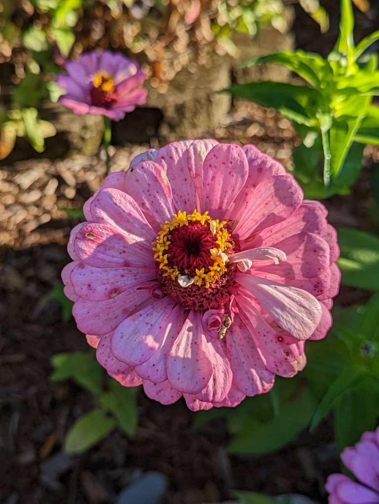 Large pink circular flower. Zinnia.