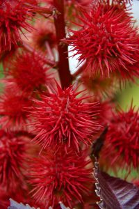 Red Sweetgum seeds on a tree at the Missouri Botanical Garden
