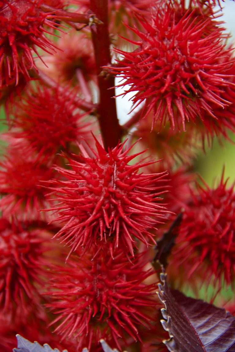 Red Sweetgum seeds on a tree at the Missouri Botanical Garden