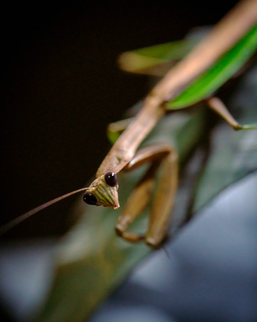A close-up image of a mantis perched on a green leaf, showcasing its elongated body and large black eyes against a blurred dark background. The insect’s delicate antennae extend forward, enhancing its curious appearance.