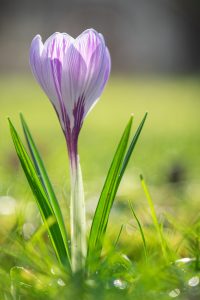 Krokus in a field