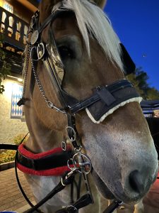 Carriage horse in Frankenmuth, Michigan