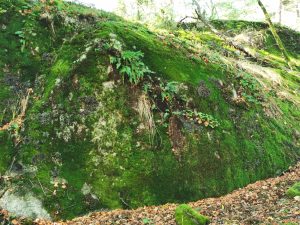 Rock and moss.