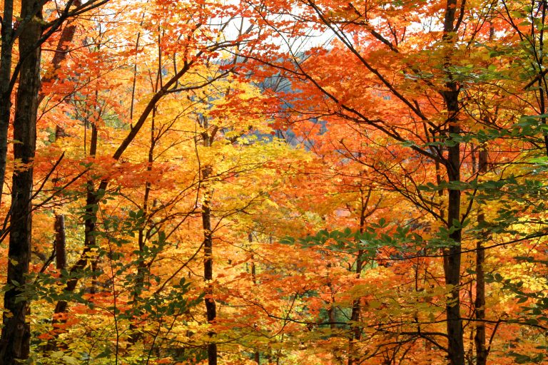 Trees in Autumn, Adirondack Park, New York, USA