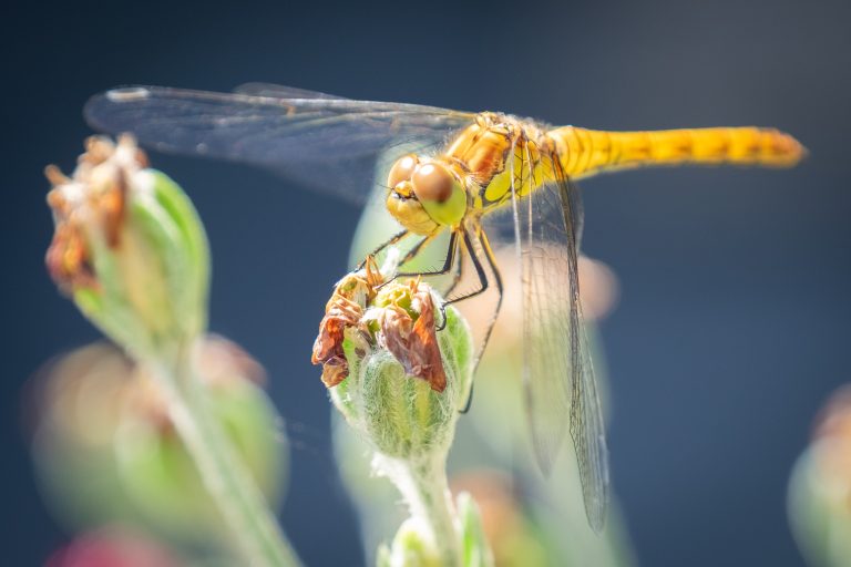 A dragonfly on a flower bud