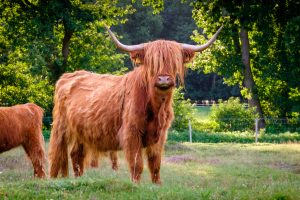 A Scottish Highlander cow