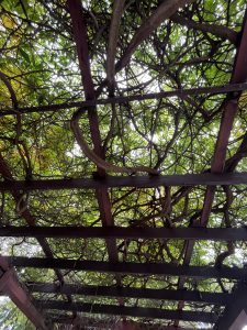 Vines on the roof of a pergola
