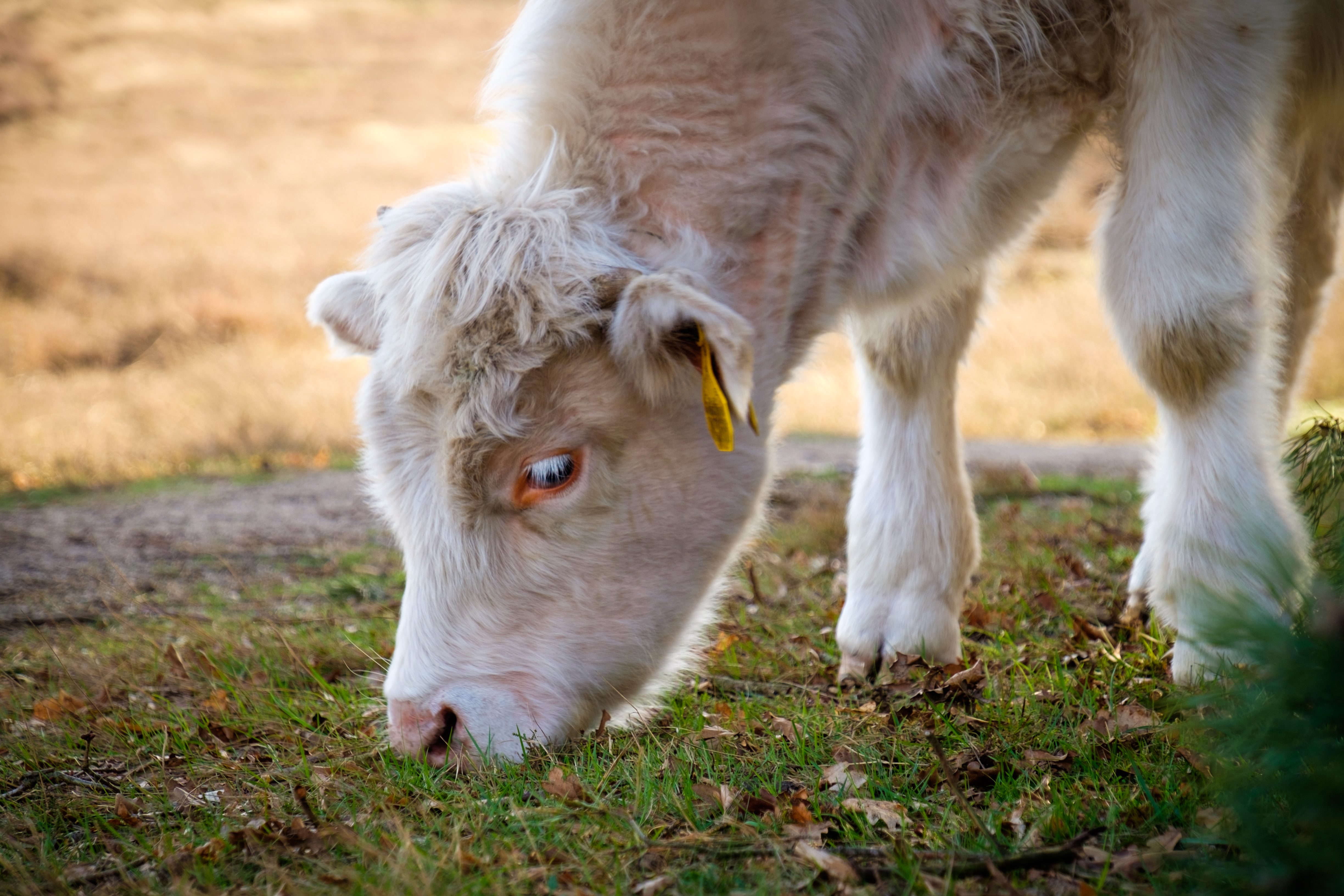 Cow grazing