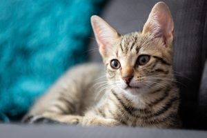 A kitten resting on the couch