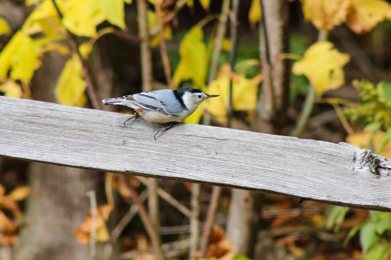 White-breasted nuthatch, Adirondack Park, New York, USA