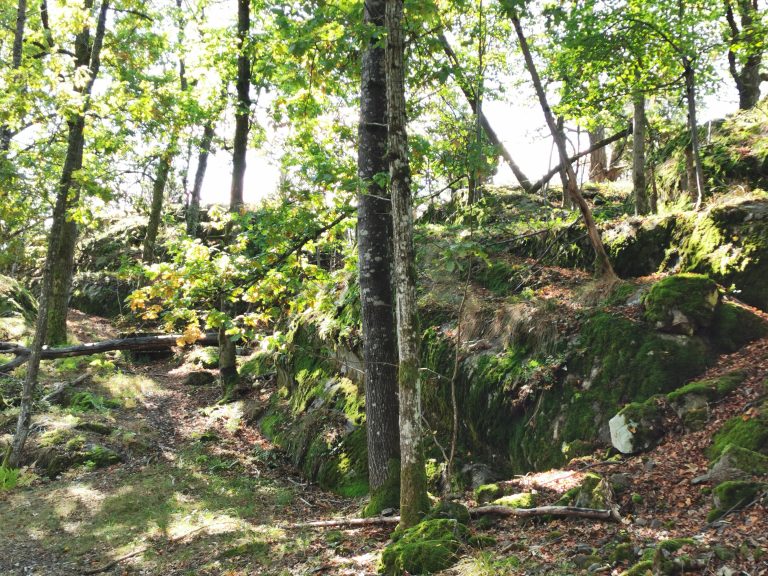 Trees and rock.