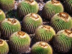 Echinocactus grusonii (cactus) growing in California