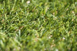 Close-up of astroturf