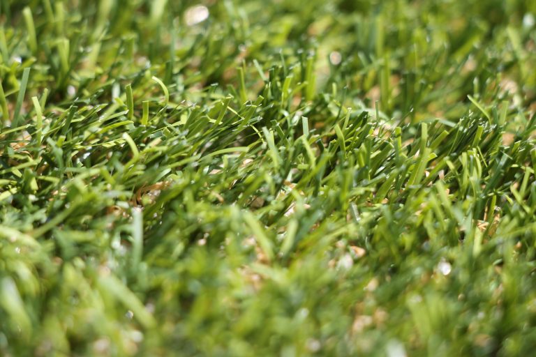 Close-up of astroturf