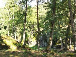 A sunny woods with trees.