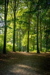 Forest path