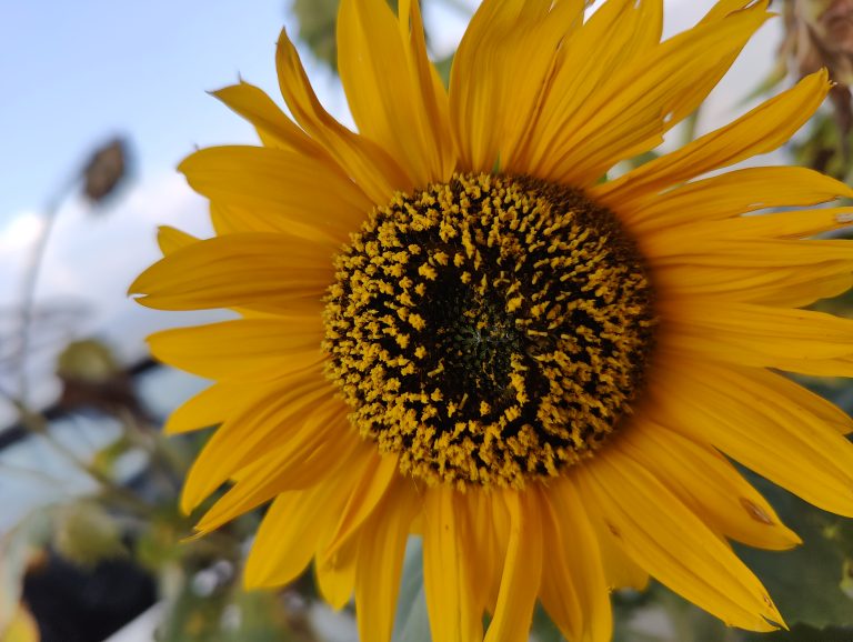 Sunflower Flower – Helianthus annuus. This picture is taken as a memory of our stay in Trimurti Pine Valley at Naldehra – Shimla