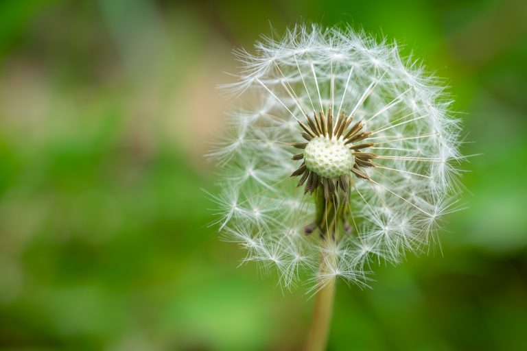 Dandelion