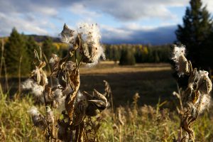 Milkweed in the sun against a moody Adirondack sky
