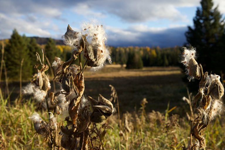 Milkweed in the sun against a moody Adirondack sky