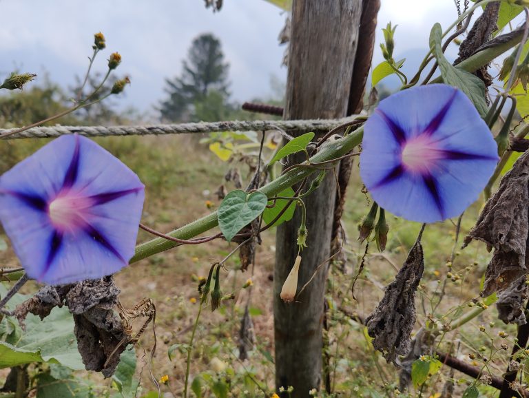 The Eye catching Slate Blue flower between beautiful mountain gardens near Naldehra-Shimla