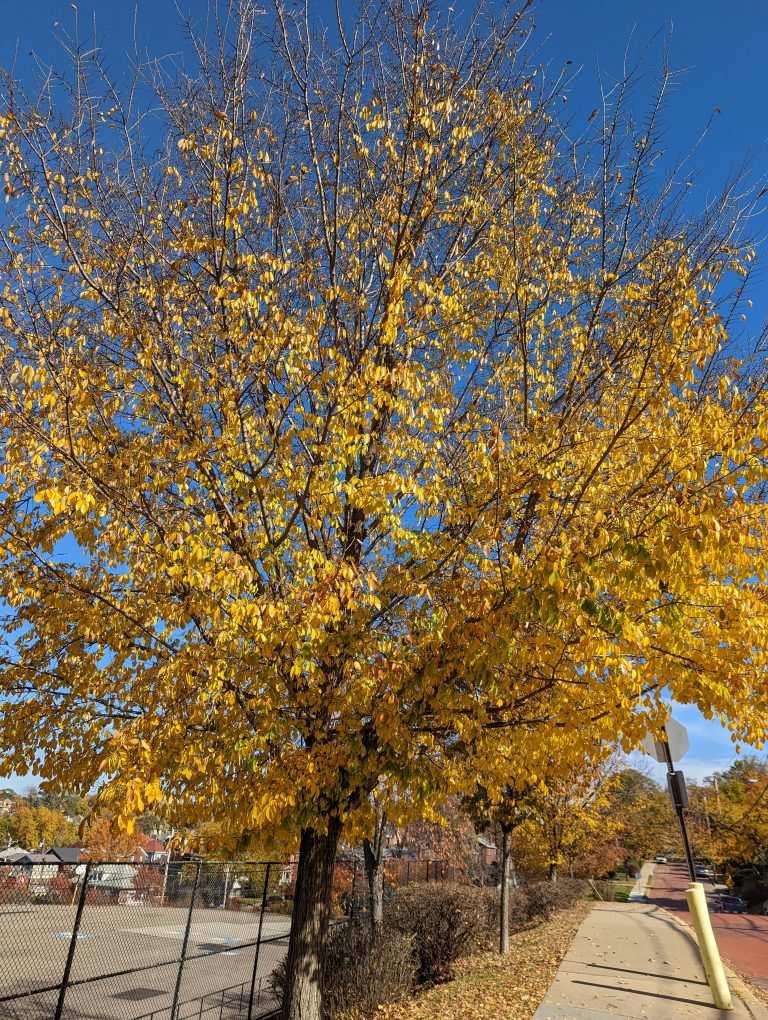 A tree with narrow leaves that have turned yellow and begun to fall off.