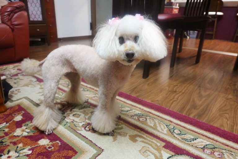 Apricot toy poodle standing on the carpet.