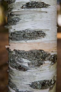 Birch bark