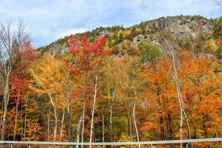 Trees in Autumn, Adirondack Park, New York, USA