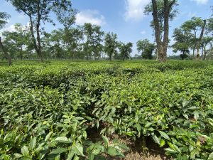 Panoramic tea field
