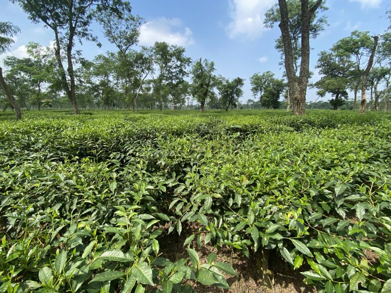 Panoramic tea field