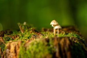 Small mushrooms on a mossy tree stump